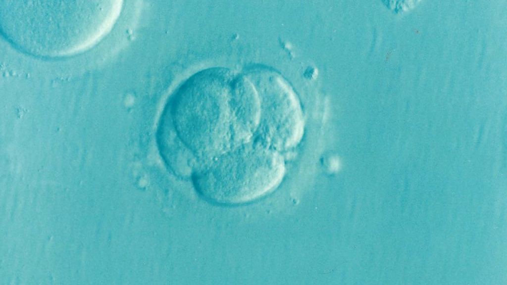 Gestación subrogada: cultivo de embriones