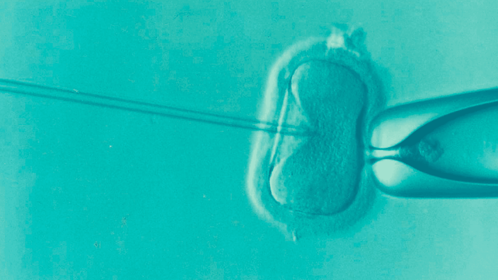En la gestación subrogada se realiza la FIV / ICSI y la cultivación de los embriones